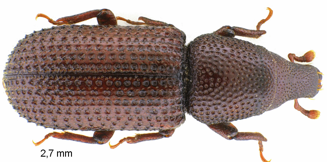 Hexarthrum exiguum (Boheman, 1838)